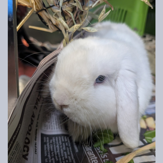 Photo of Snowy
