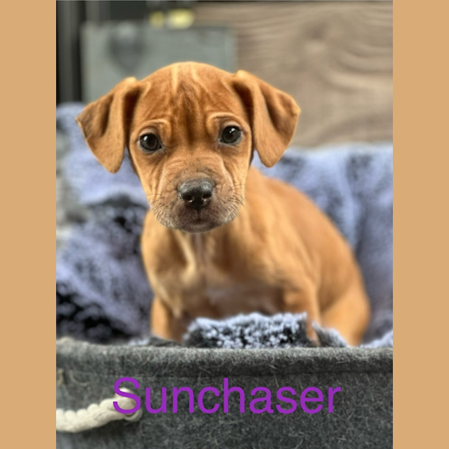 Photo of Sunchaser
