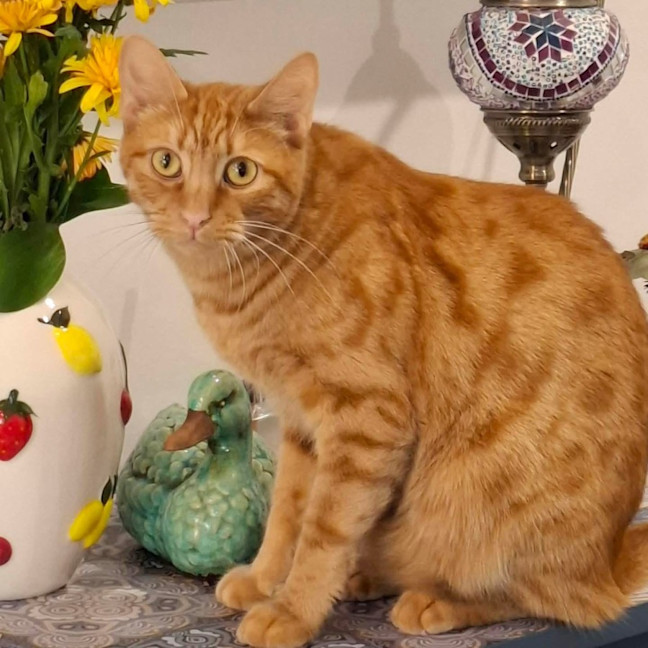 Photo of 12606   Connor