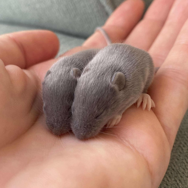 Photo of Pepper / Paprika