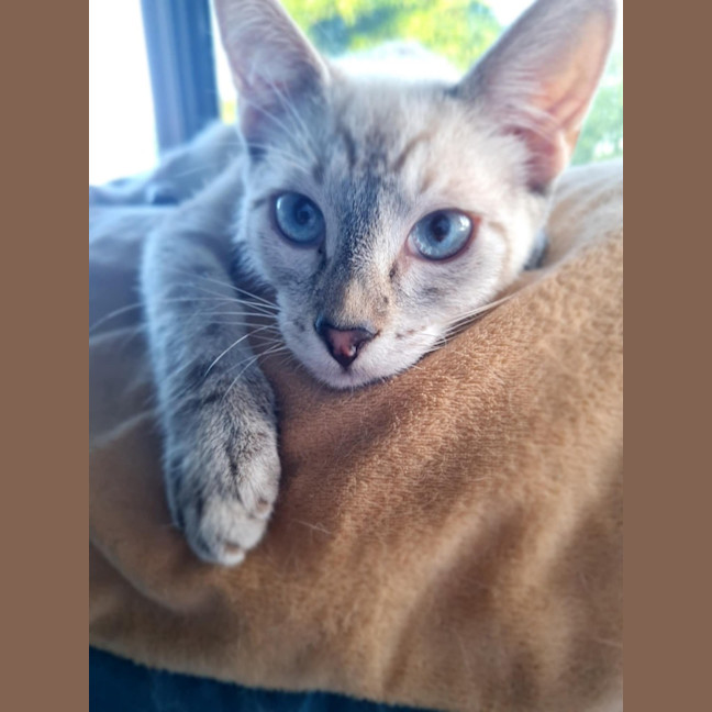 Photo of Sergeant Sprinkles