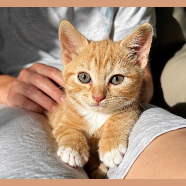 Photo of Buttercup