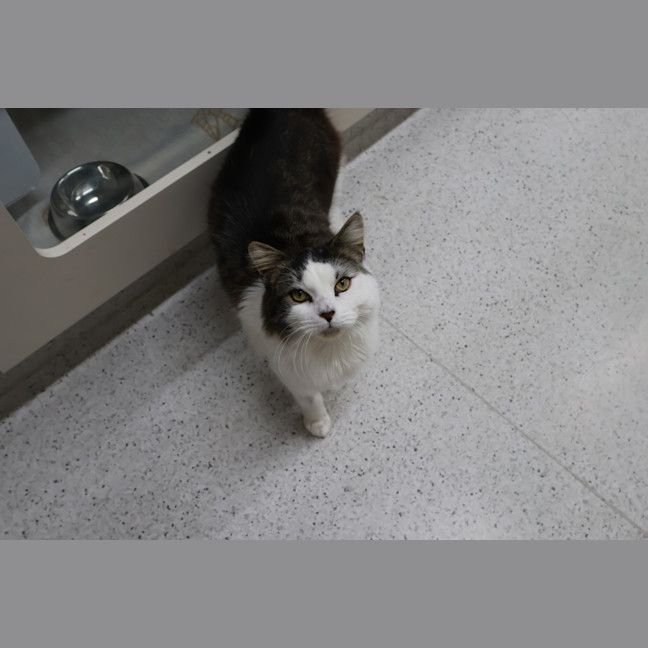 Photo of Jester