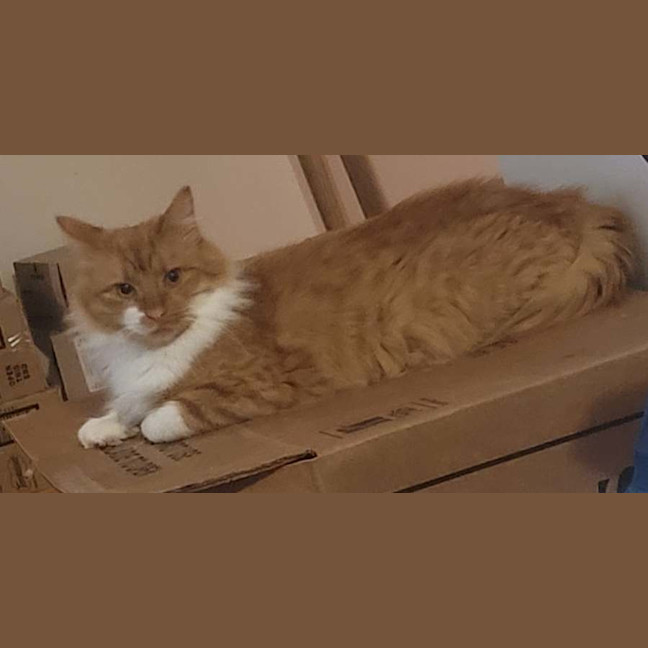 Photo of Biscotti