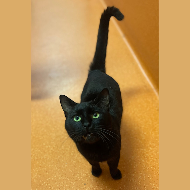 Photo of Samson