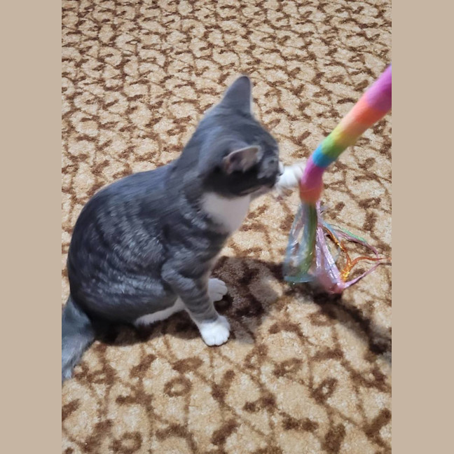 Photo of Sir Whiskerface