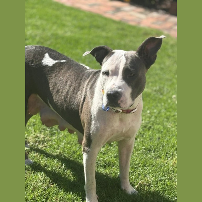Photo of Sasha   4 Year Old American Staffy