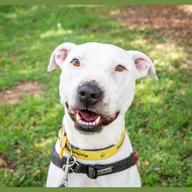 Photo of Snowy