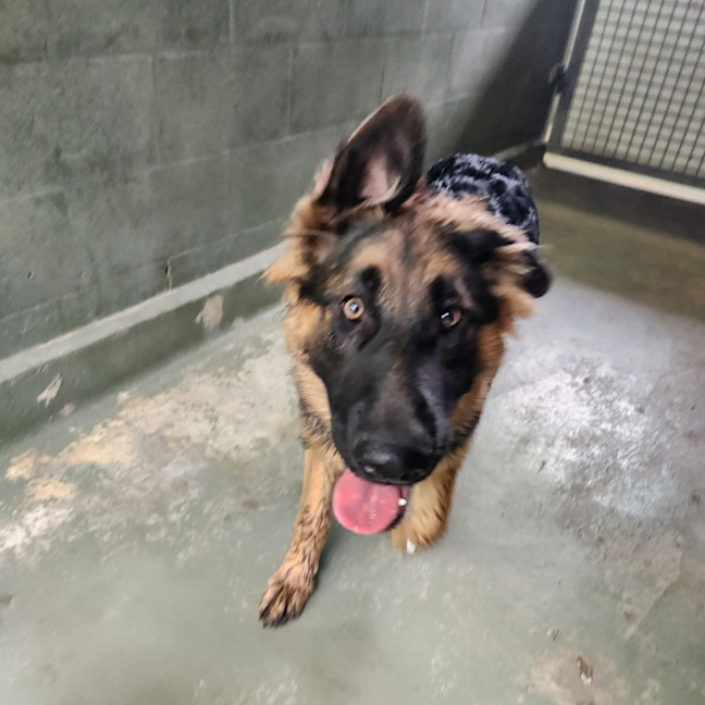 Photo of Lady (64578)
