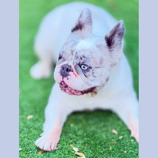 Photo of Wiggles