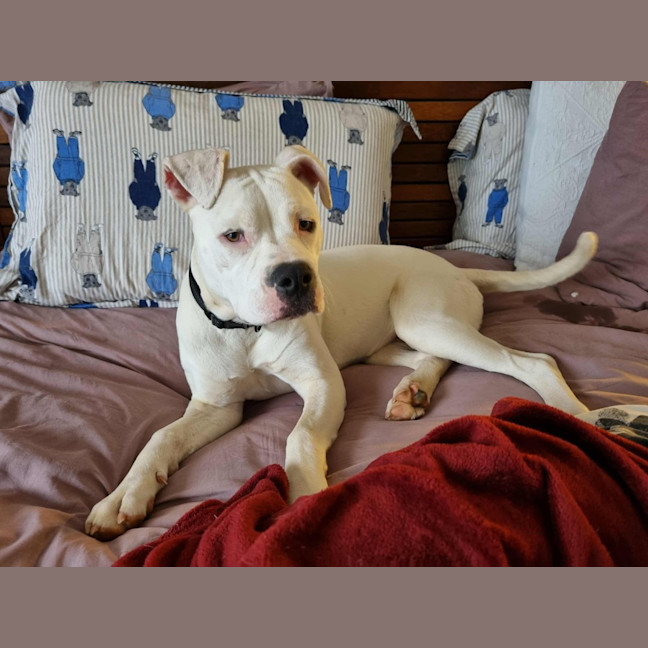 Photo of Crème Brulee