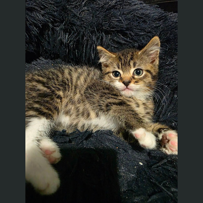 Photo of Sox