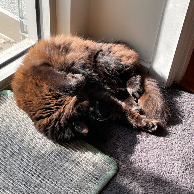 Photo of Kiki   In Foster In Preston