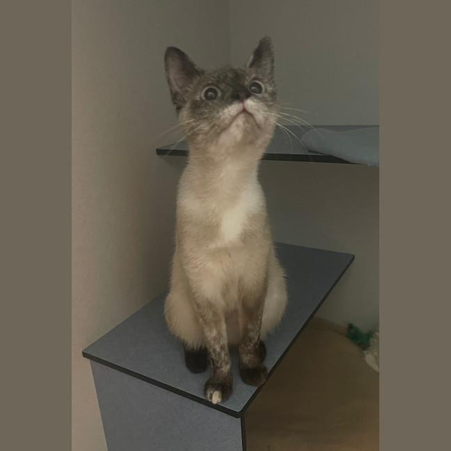 Photo of Kimiko
