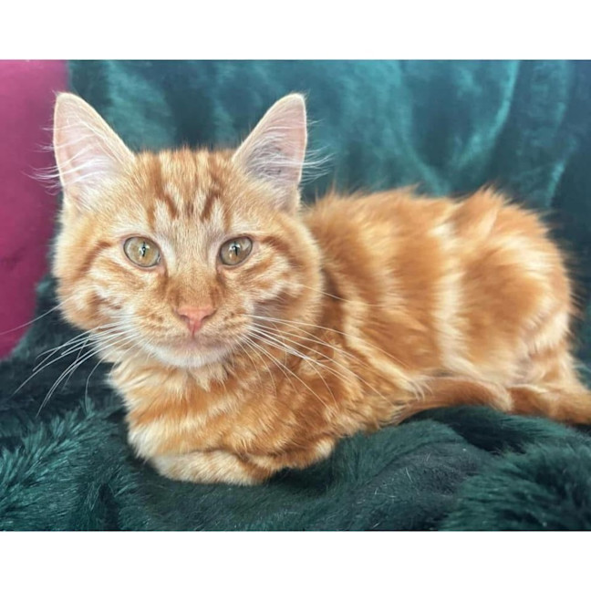 Photo of 11912   Wilbur