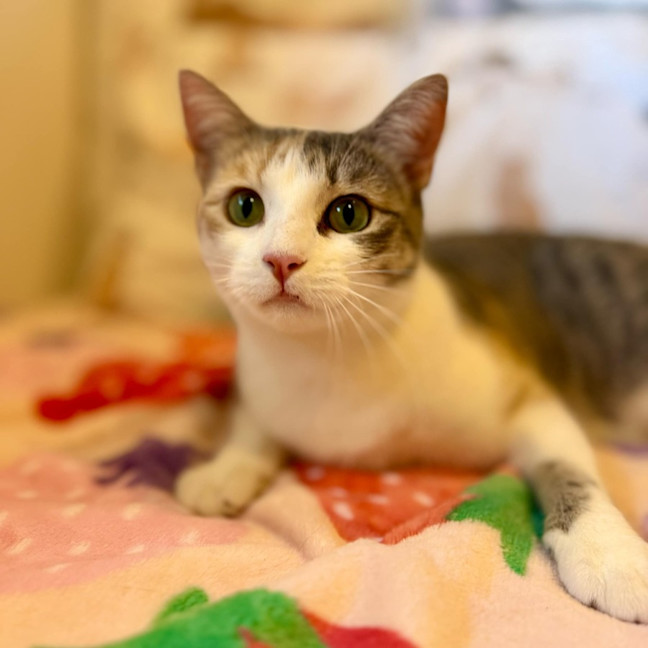 Photo of Willow   Located In Doreen