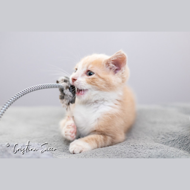 Photo of Butterscotch