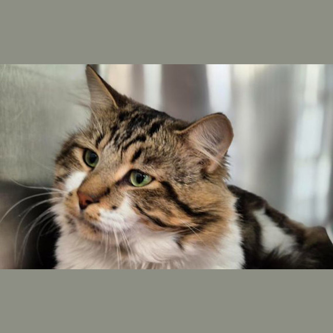 Photo of Thor