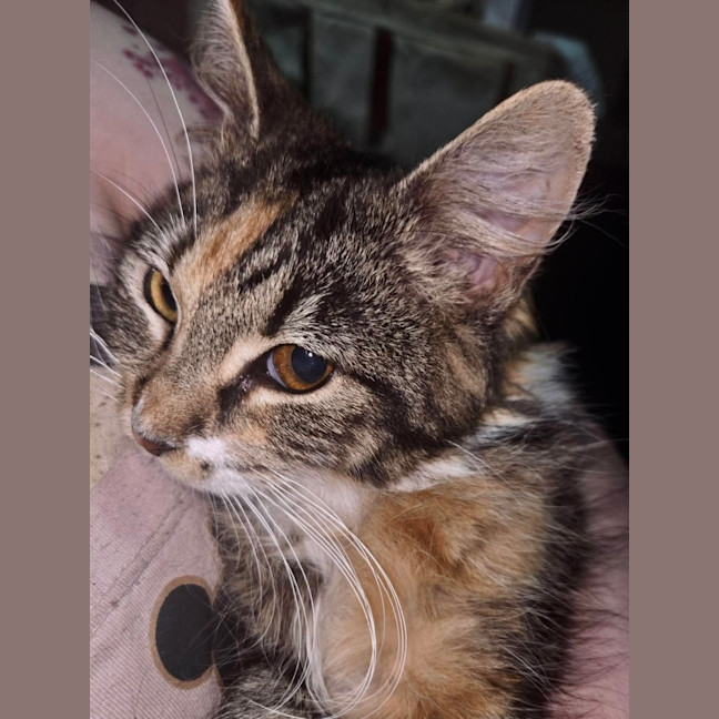 Photo of Callie