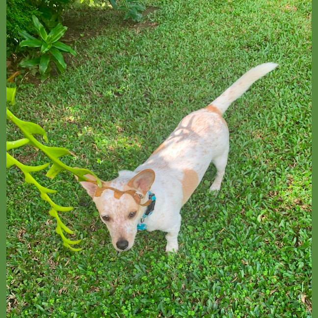 Photo of Rocco