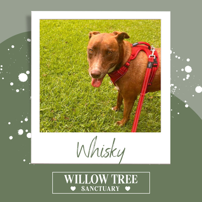 Photo of Whisky