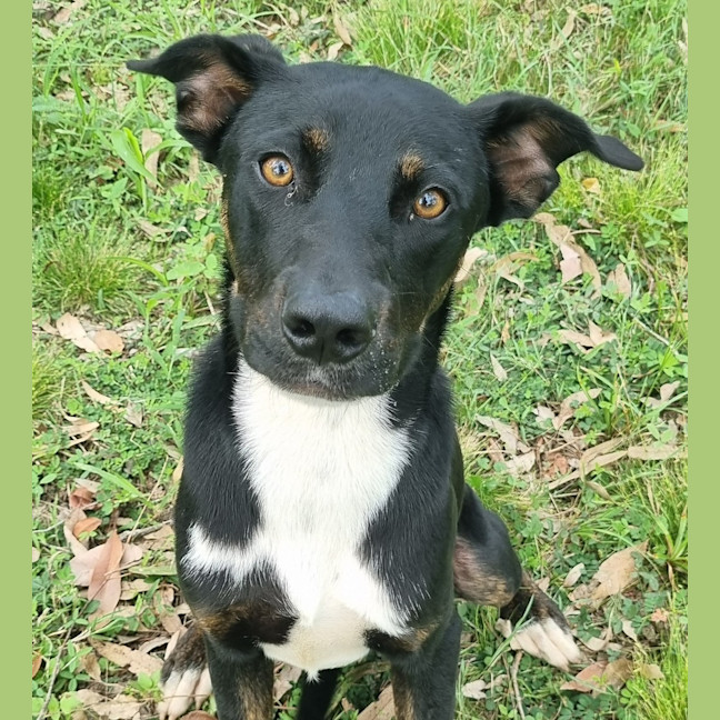Photo of Juno