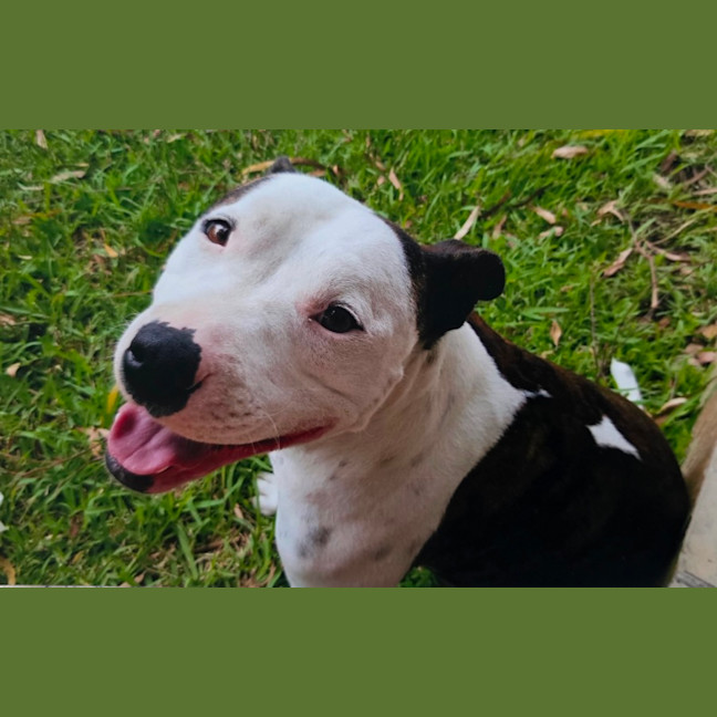 Photo of Bambino And Sammi 