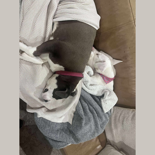 Photo of Coconut Slice