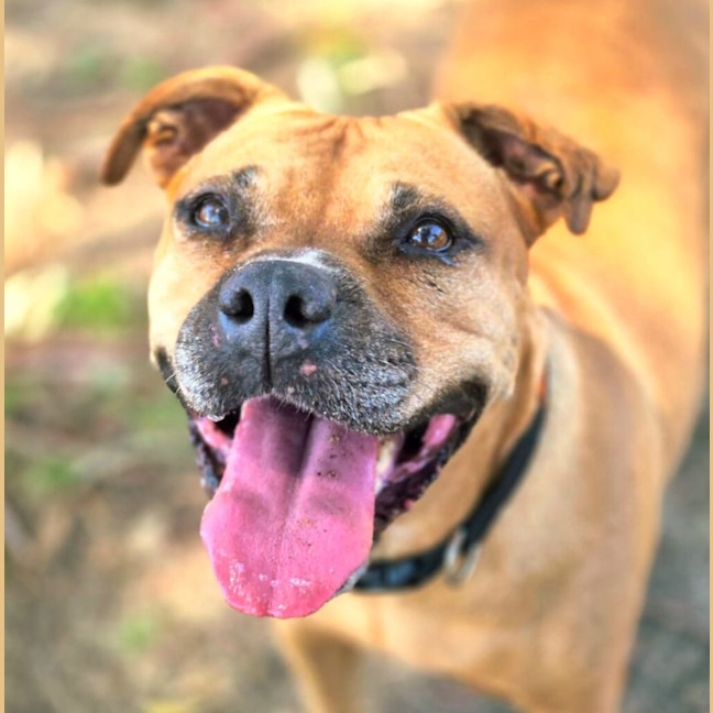 Photo of Diesel & Billa