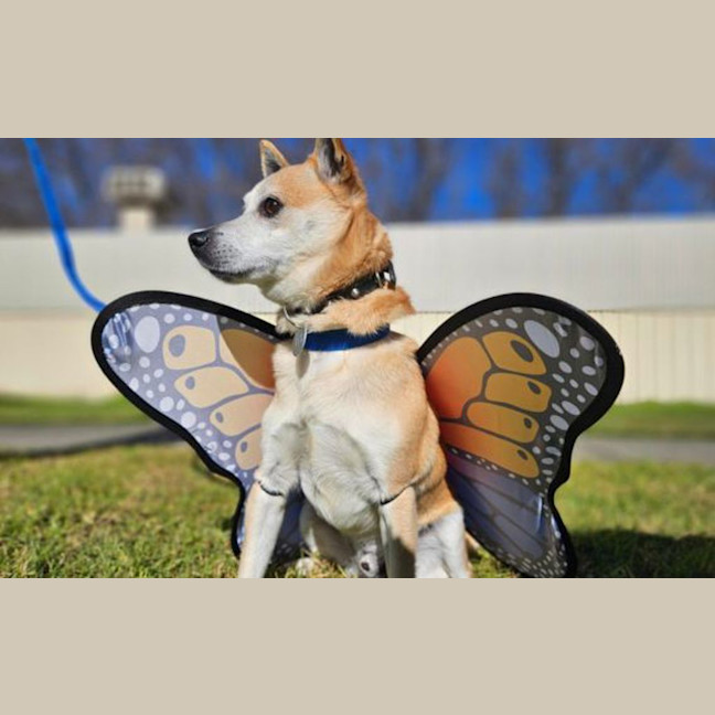 Photo of Lucky