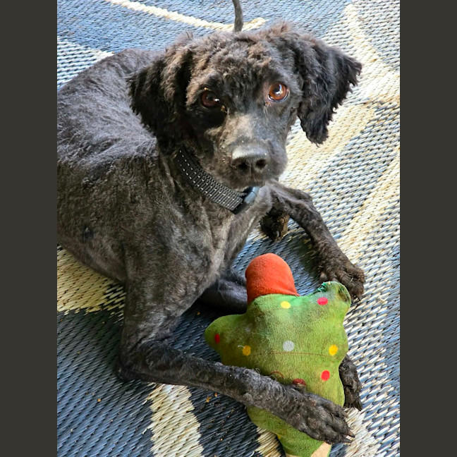 Photo of Zebi