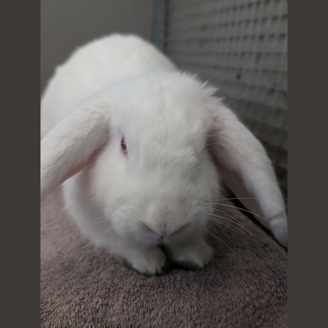 Photo of Bitzy