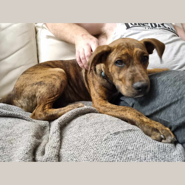 Photo of Chestnut (Chester)