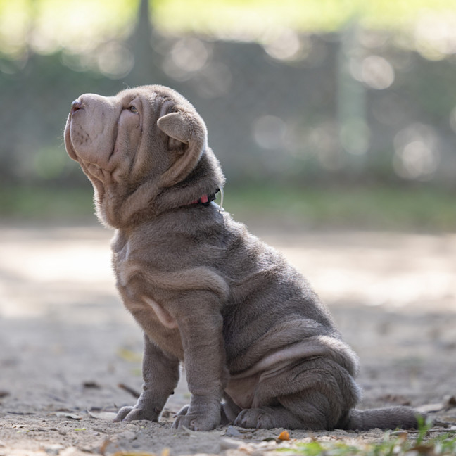 Photo of Olive