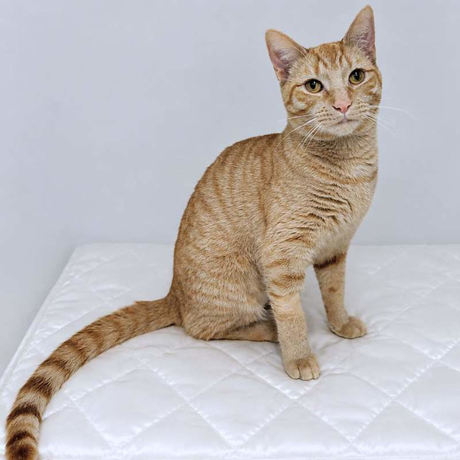 Photo of Peanut