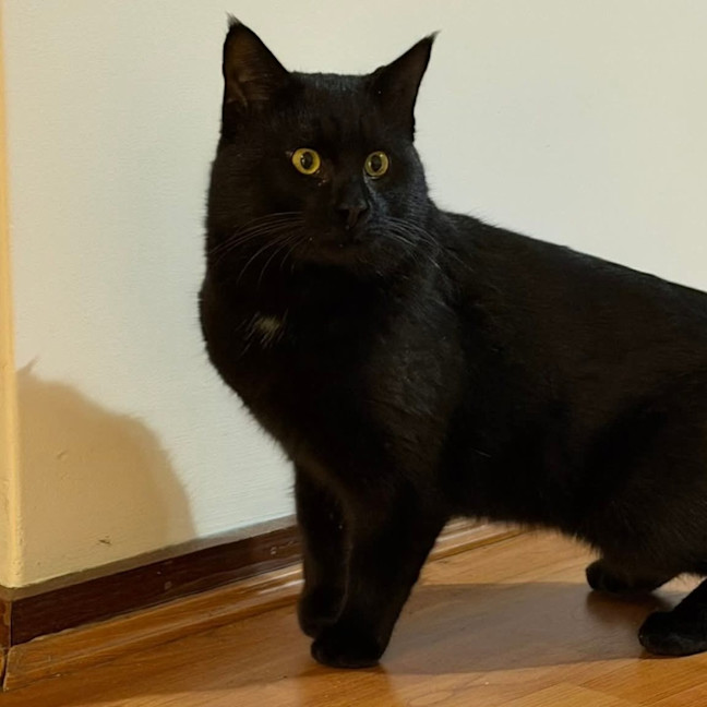 Photo of Catsby