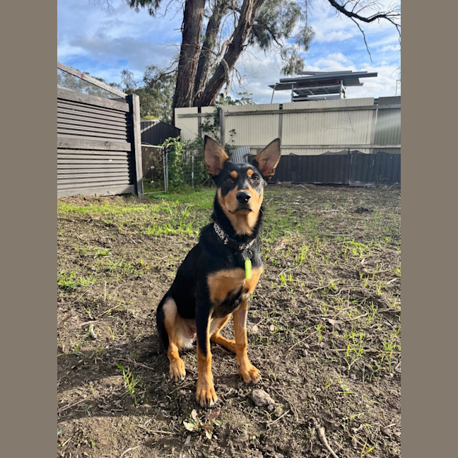 Photo of Trixie