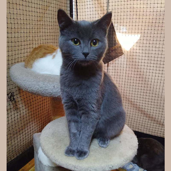 Photo of Pepper