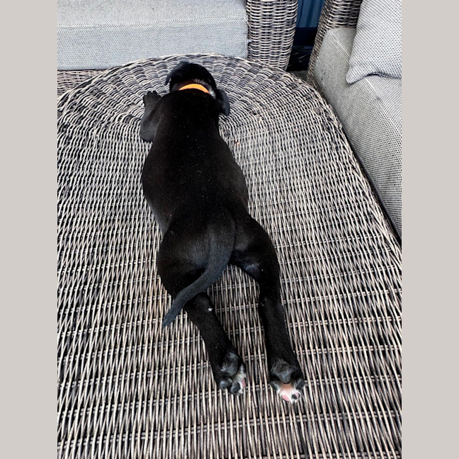 Photo of Banjo