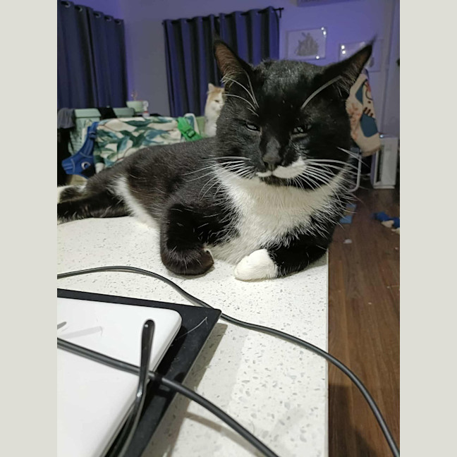 Photo of Mr Moustache