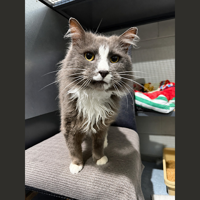 Photo of Smokey