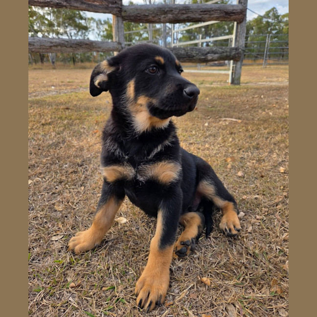 Photo of Rocky