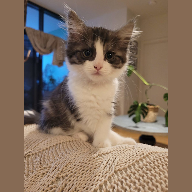 Photo of Cherry   Available From 20/1