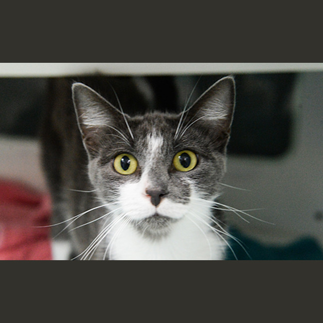 Photo of Millicent
