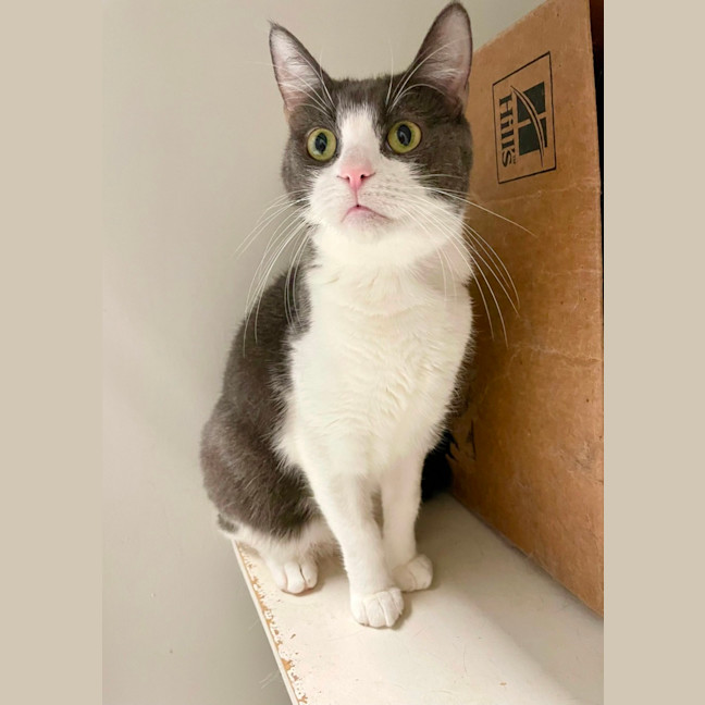 Photo of Dorian And Sterling