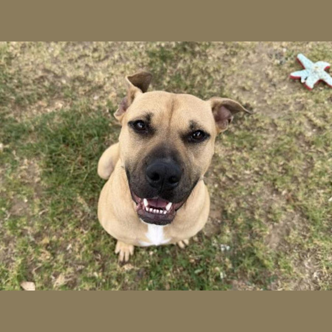 Photo of Maple Imp 2504