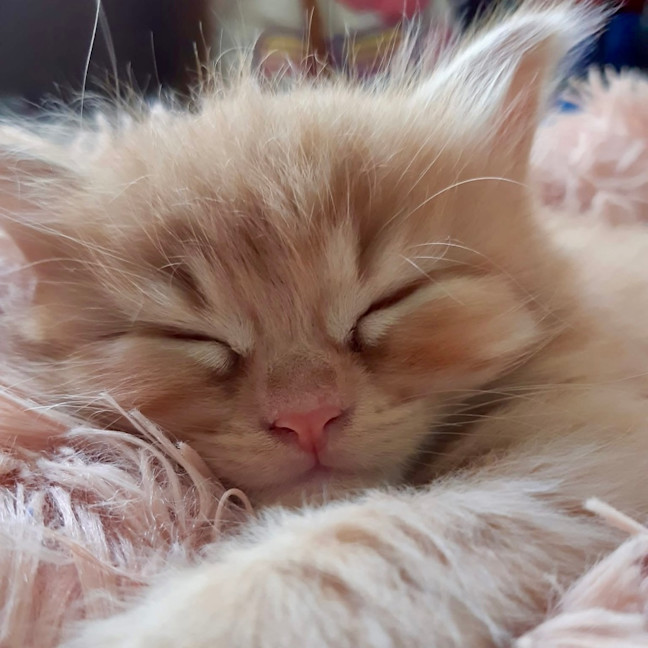Photo of Cinnamon And Her Spices 