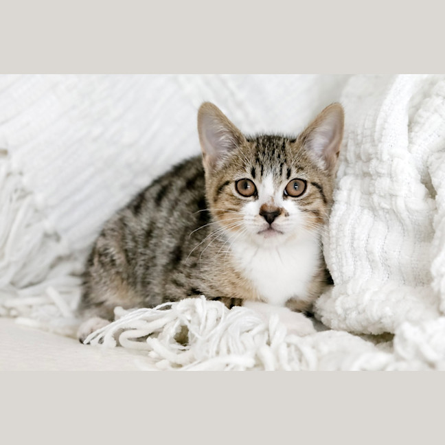 Photo of Lyla