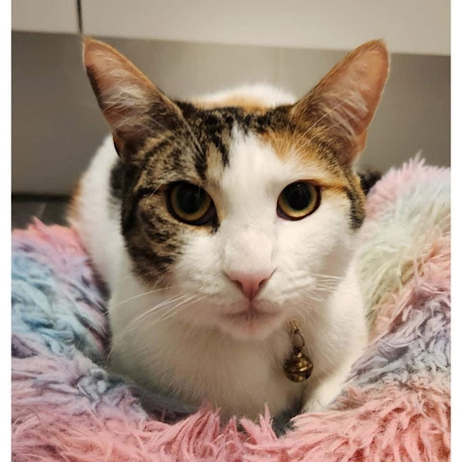 Photo of 11565   Koda