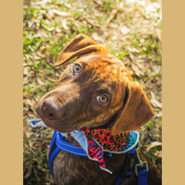 Photo of Chilli